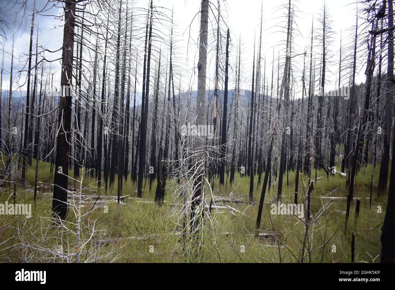 Una foresta di alberi morti dopo un incendio Foto Stock