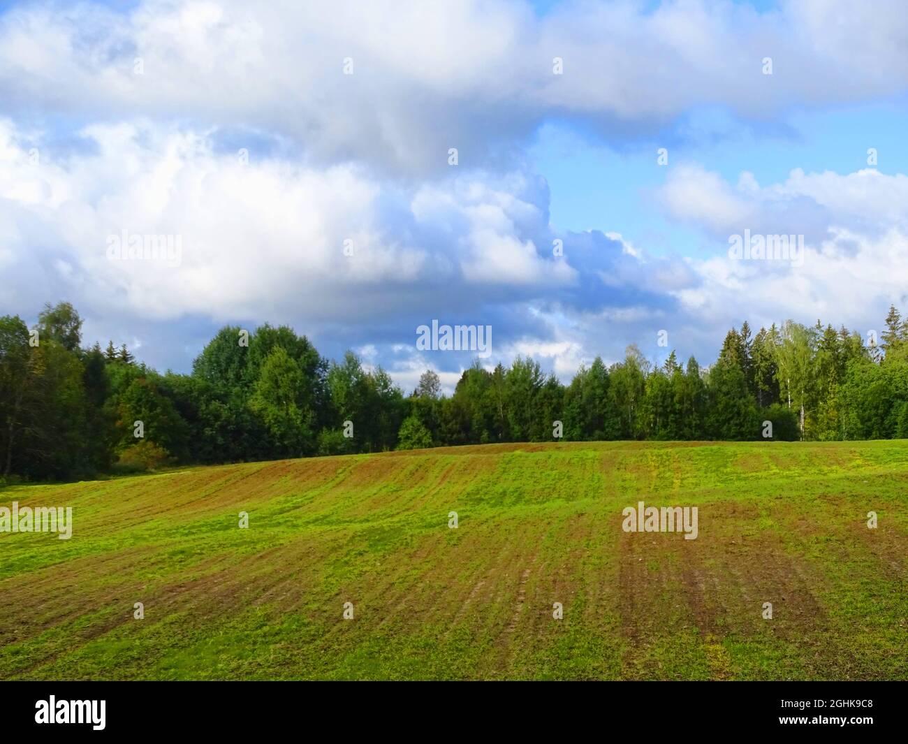 campo di colture invernali su sfondo forestale Foto Stock