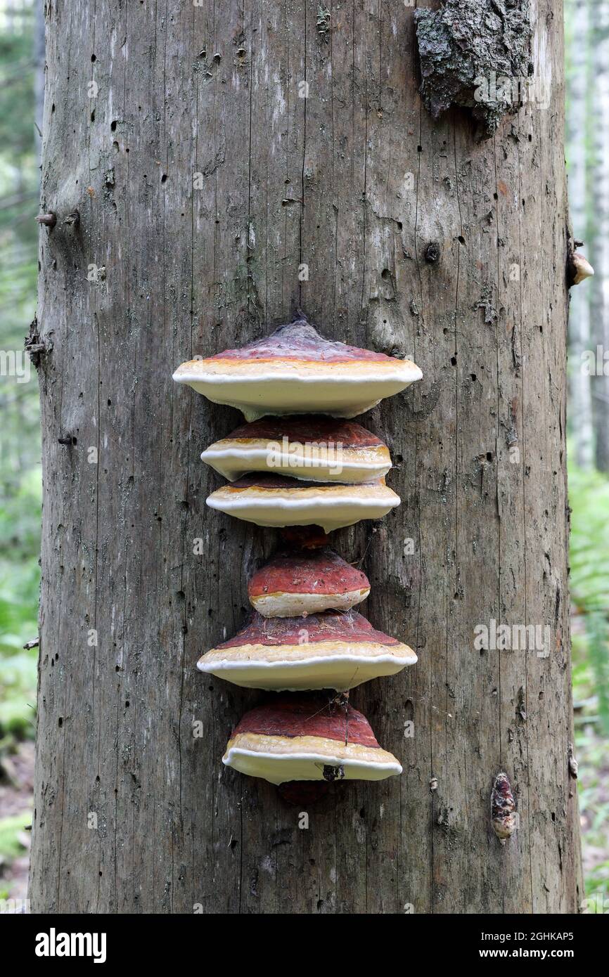 Nastro rosso conk (Fomitopsis pinicola) Foto Stock
