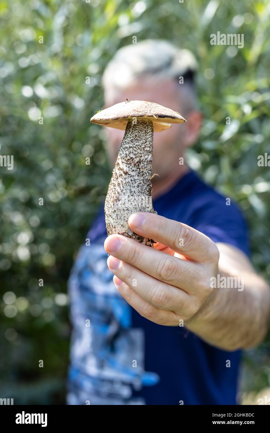 Un uomo sta tenendo un fungo di boleto. Raccolta stagionale di funghi. Cibo vegetariano biologico selvatico. Ricerca e raccolta di funghi commestibili nella foresta. Foto Stock