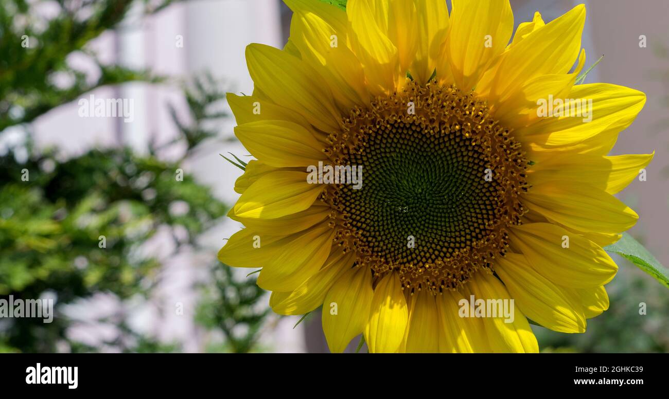Girasole sfondo naturale, fioritura di semi di girasole, olio di semi di girasole migliora la salute della pelle e di promuovere la rigenerazione cellulare, Thailandia Foto Stock