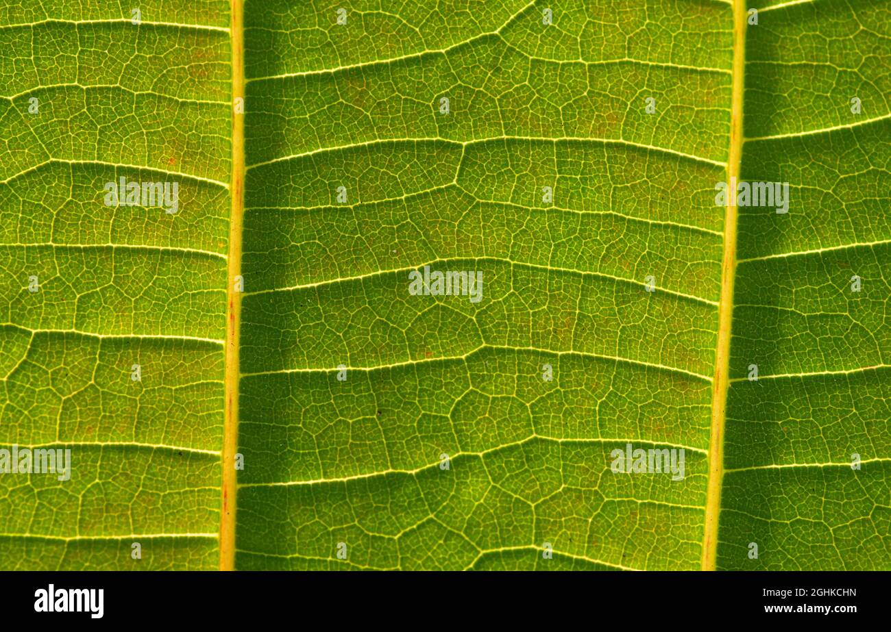 Una bella foglia di Jabon (Anthocephalus macrophyllus) vene foglia Foto Stock