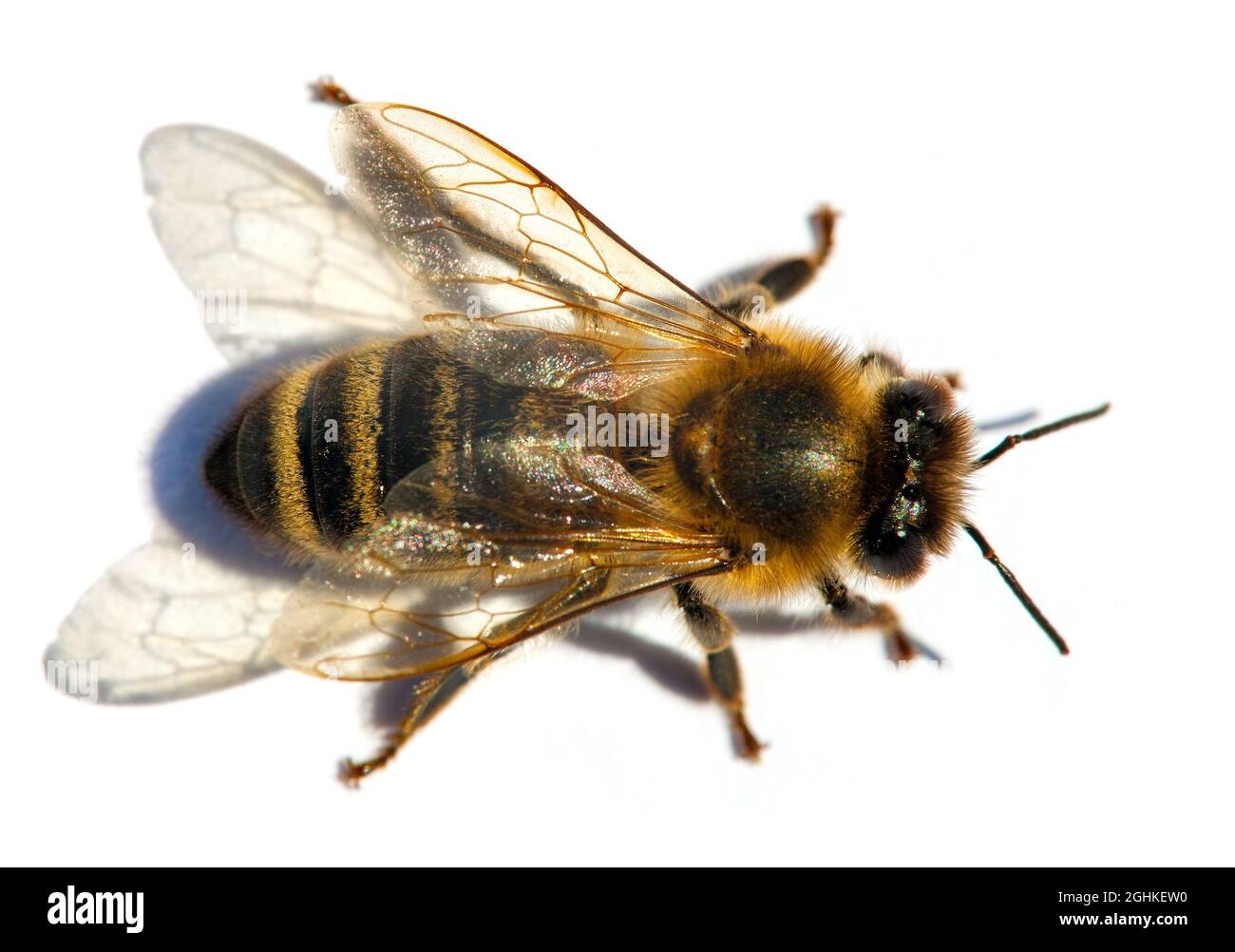 Particolare di ape o di ape in latino Apis mellifera, europeo o occidentale ape miele isolato su sfondo bianco Foto Stock