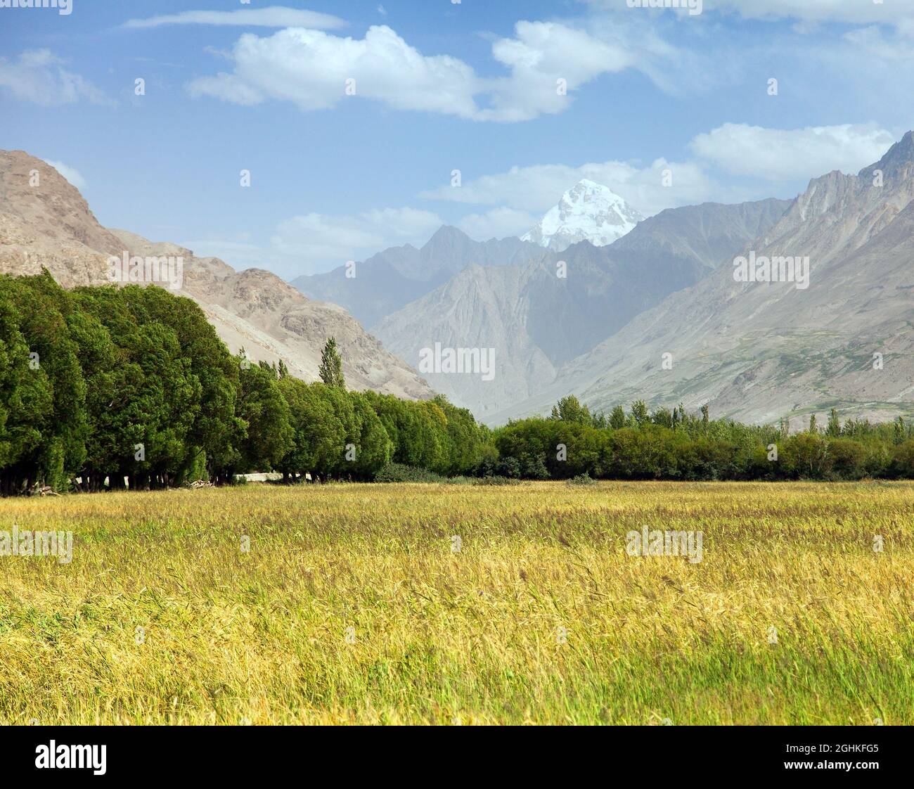 Campo di cereali nella valle di Wakhan, montagne dell'Hindukush, regione di Gorno-badakhshan, Tagikistan e confine con l'Afghanistan Foto Stock