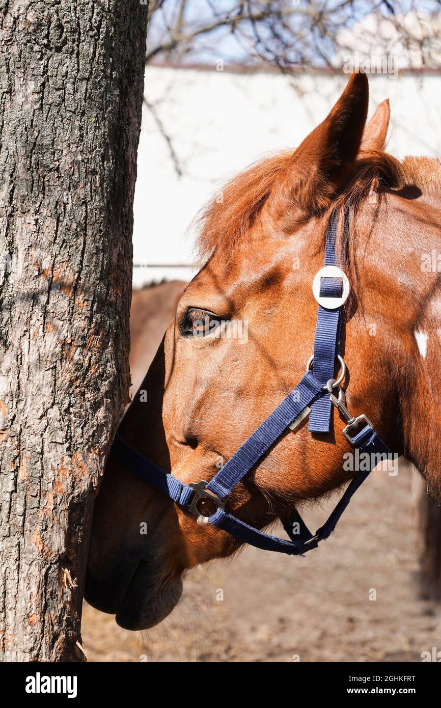 Primo piano della testa di un cavallo vicino tronco albero. Foto Stock