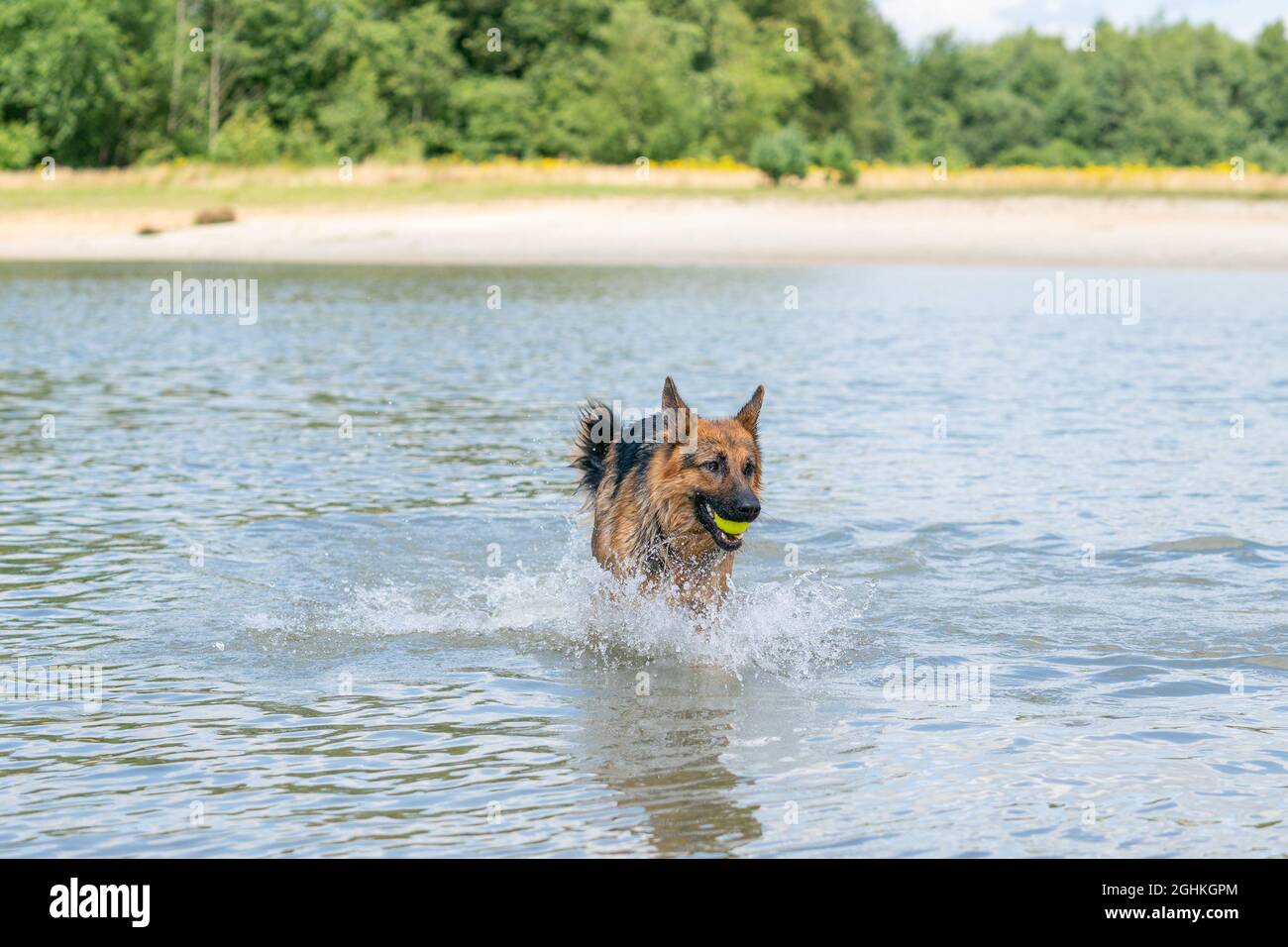 Giovane pastore tedesco felice, giocando nell'acqua. Il cane spruzza e salta felicemente nel lago. Palla da tennis gialla in bocca Foto Stock