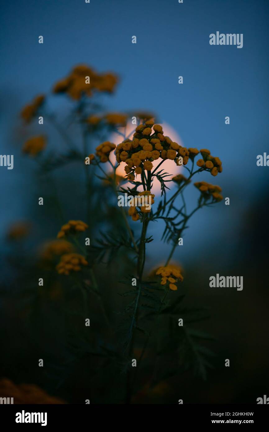 Fiori gialli di fronte alla luna - in una notte estiva del nord. Foto Stock