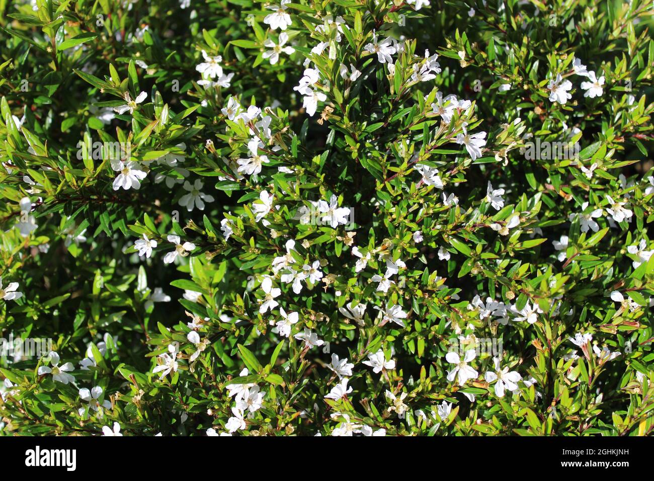 fiore falsa erica nel giardino Foto Stock