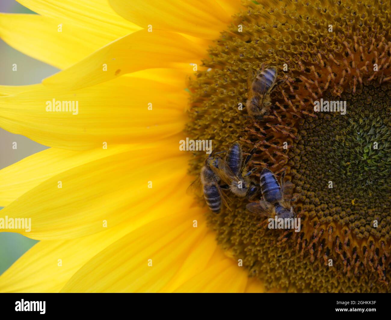 Quattro api su un girasole nel tardo pomeriggio. Foto Stock