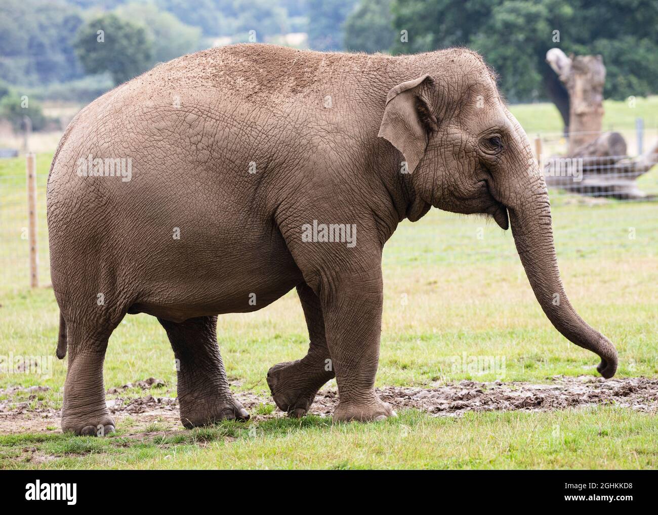 Elefante asiatico in cattività allo ZSL Whipsnade Zoo Foto Stock