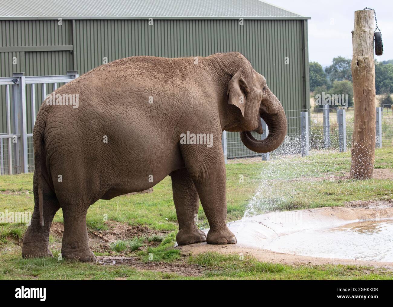 Elefante asiatico in cattività allo ZSL Whipsnade Zoo Foto Stock