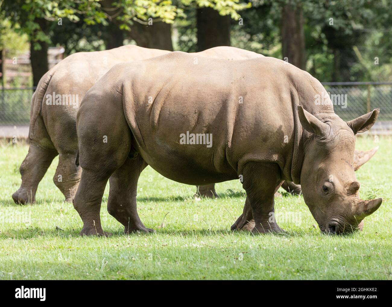 Rinoceronte bianco in cattività allo ZSL Whipsnade Zoo Foto Stock