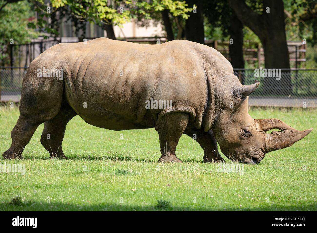 Rinoceronte bianco in cattività allo ZSL Whipsnade Zoo Foto Stock