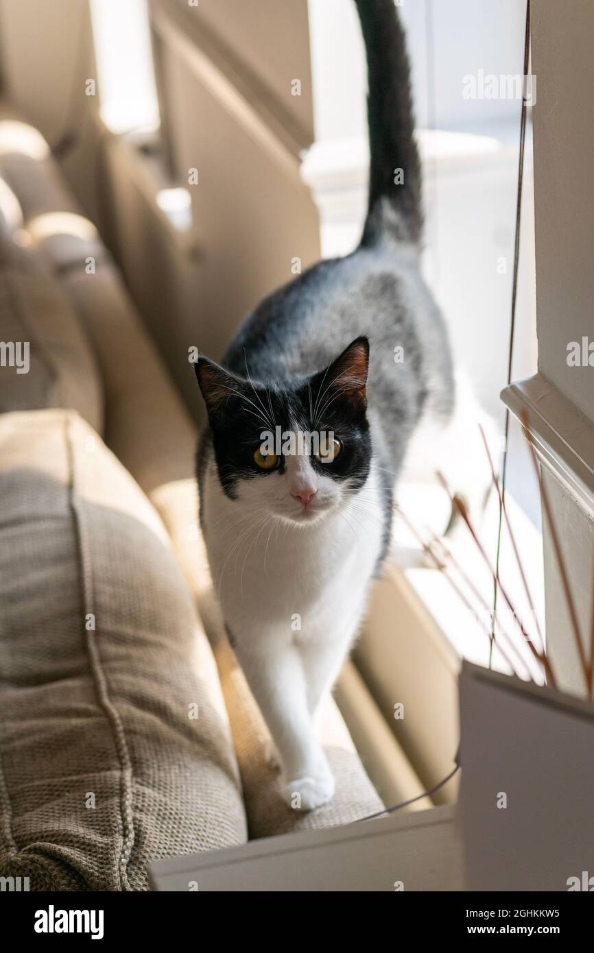 Gatto domestico britannico medio dei capelli - bianco e nero. Camminando sul divano nel soggiorno in una giornata di sole. Foto Stock