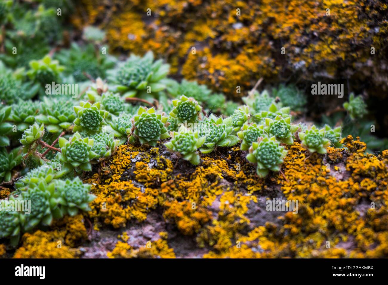 Succulento primo piano e macro, verde, giallo e viola Foto Stock