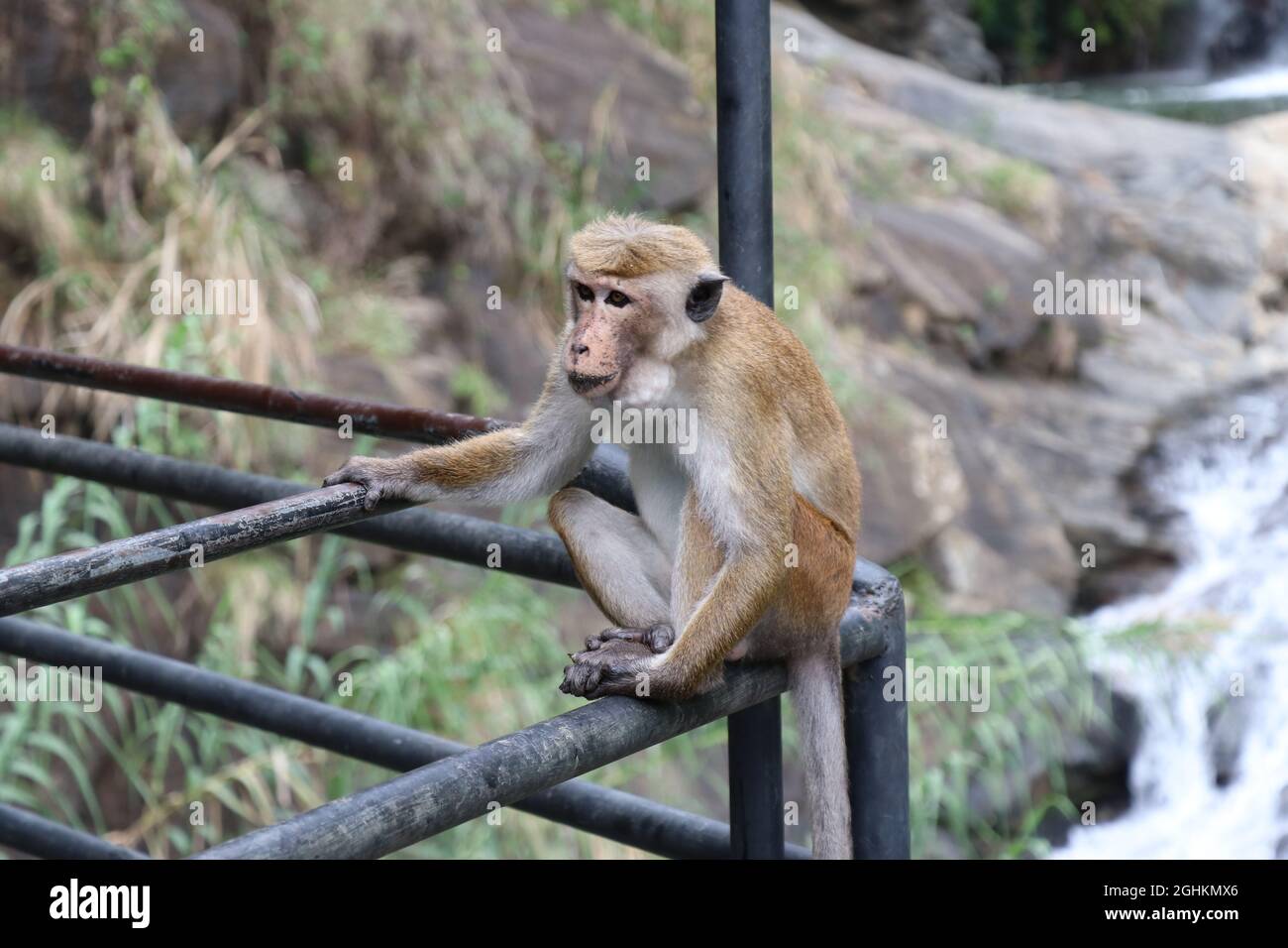 La scimmia è seduta su un tubo Foto Stock