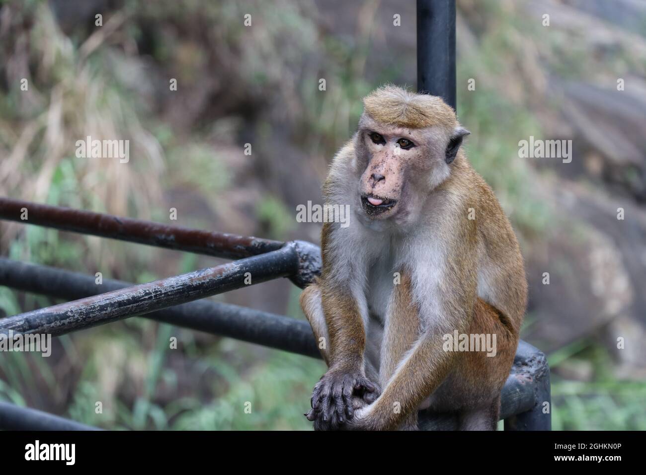 La scimmia aspetta qualcosa da mangiare. Foto Stock