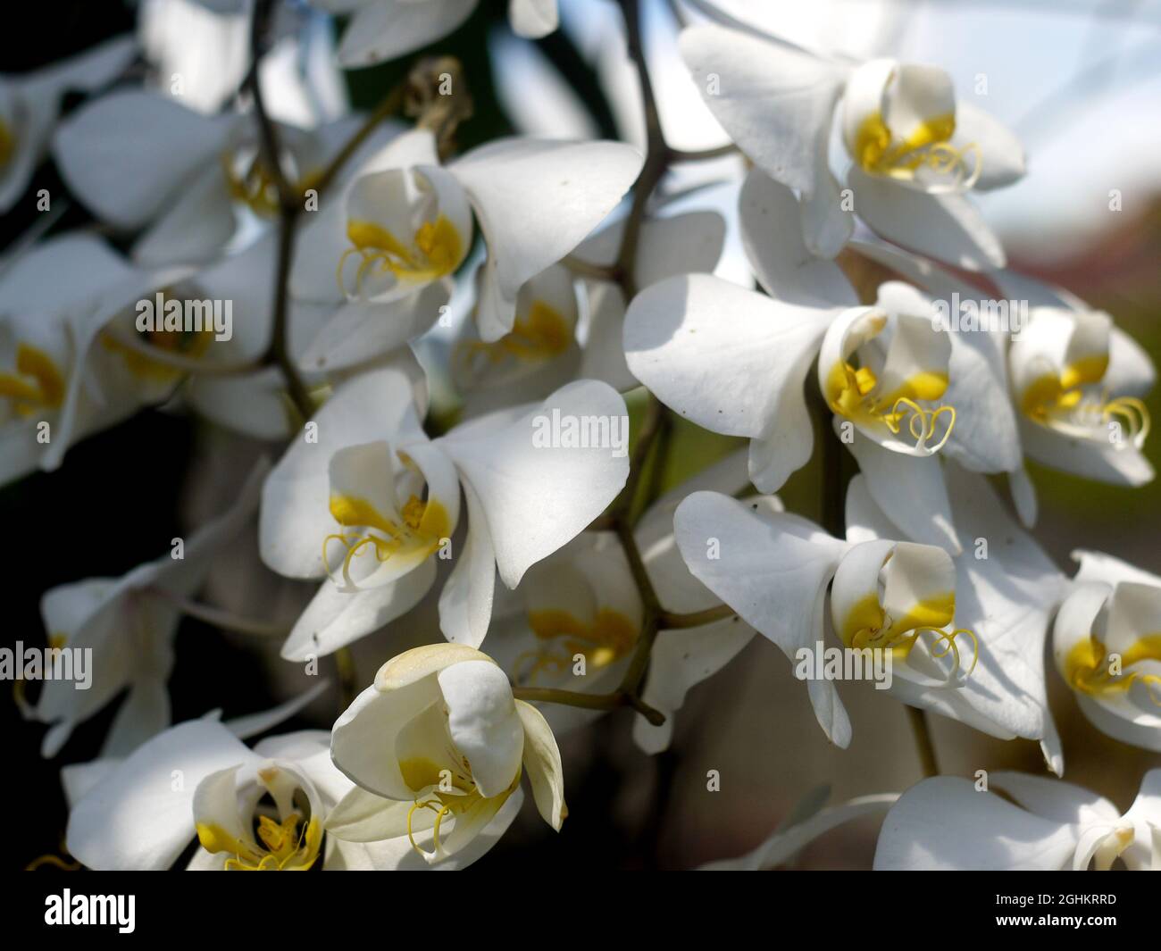 Il fiore di orchidea, come la maggior parte dei fiori di monocotilè, ha due whorls di elementi sterili. Foto Stock