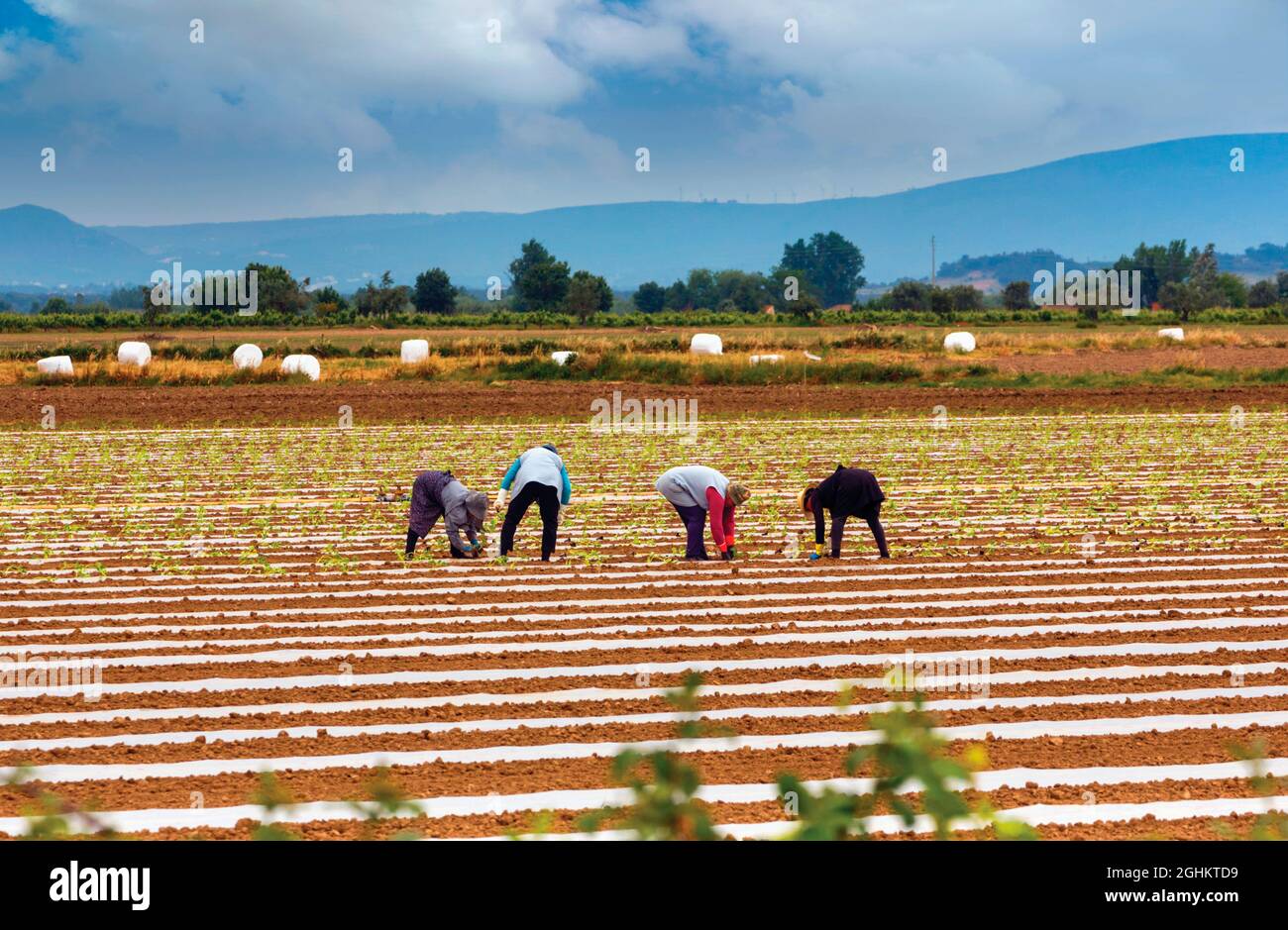 Lavoratori che piantano prodotti in campo nel distretto di Santarem, Ribatejo, Portogallo. Foto Stock