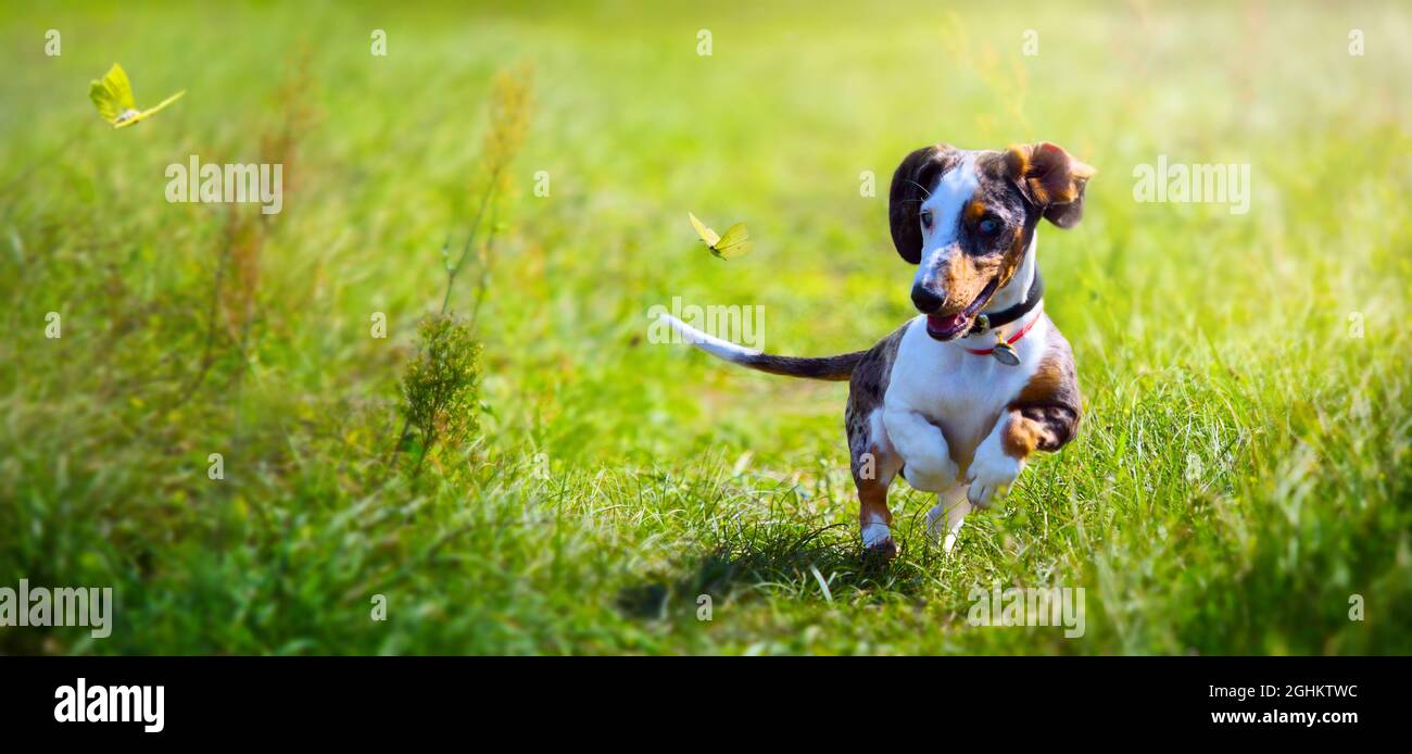 Dachshund cucciolo giocando a piedi nel parco autunnale; giorno di sole nella natura Foto Stock