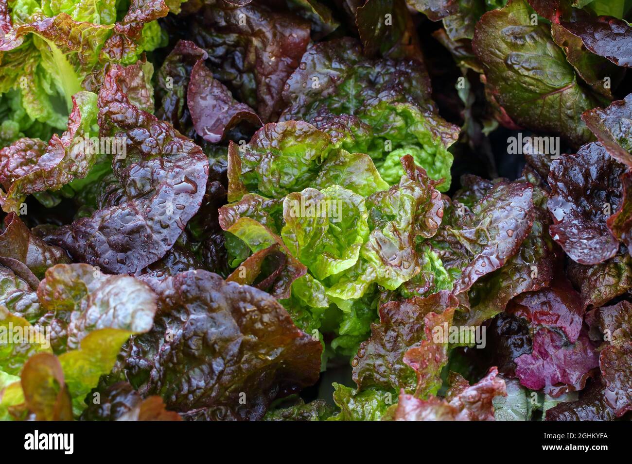 Colorato sfondo di foglie di lattuga astratto Foto Stock