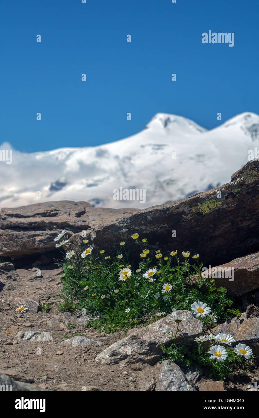Le margherite in fiore crescono nella roccia. Fiori selvatici di montagna su uno sfondo di montagne innevate. Primo piano. Foto Stock