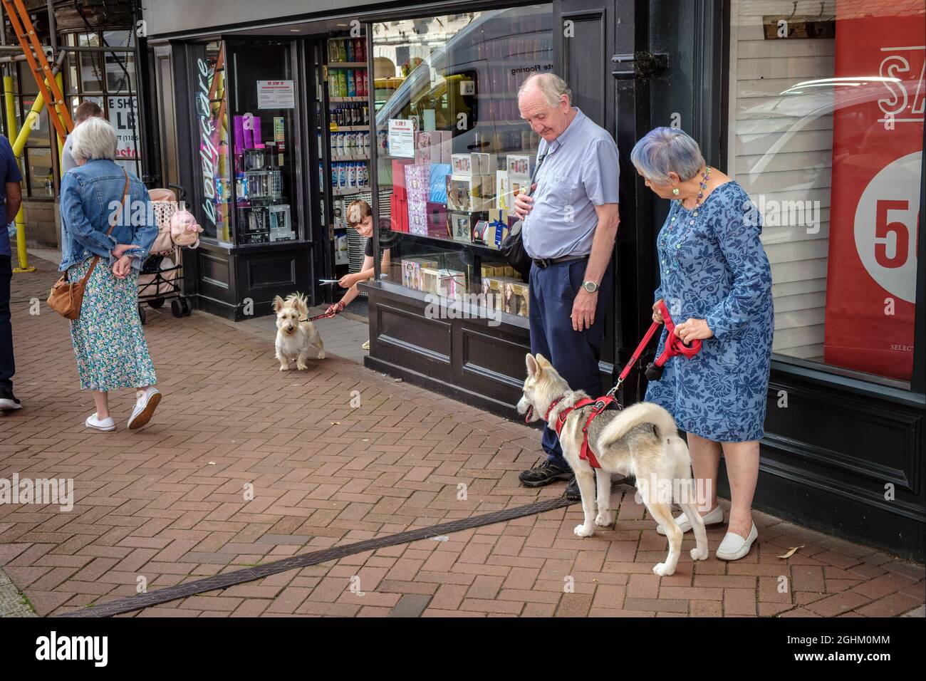 Due cani avviso eachother in High Street, Bridgnorth, Shropshire Foto Stock