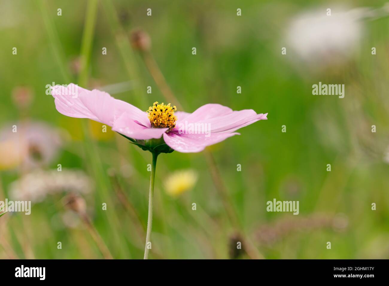 Primo piano di un bel fiore giapponese anemone nel campo Foto Stock