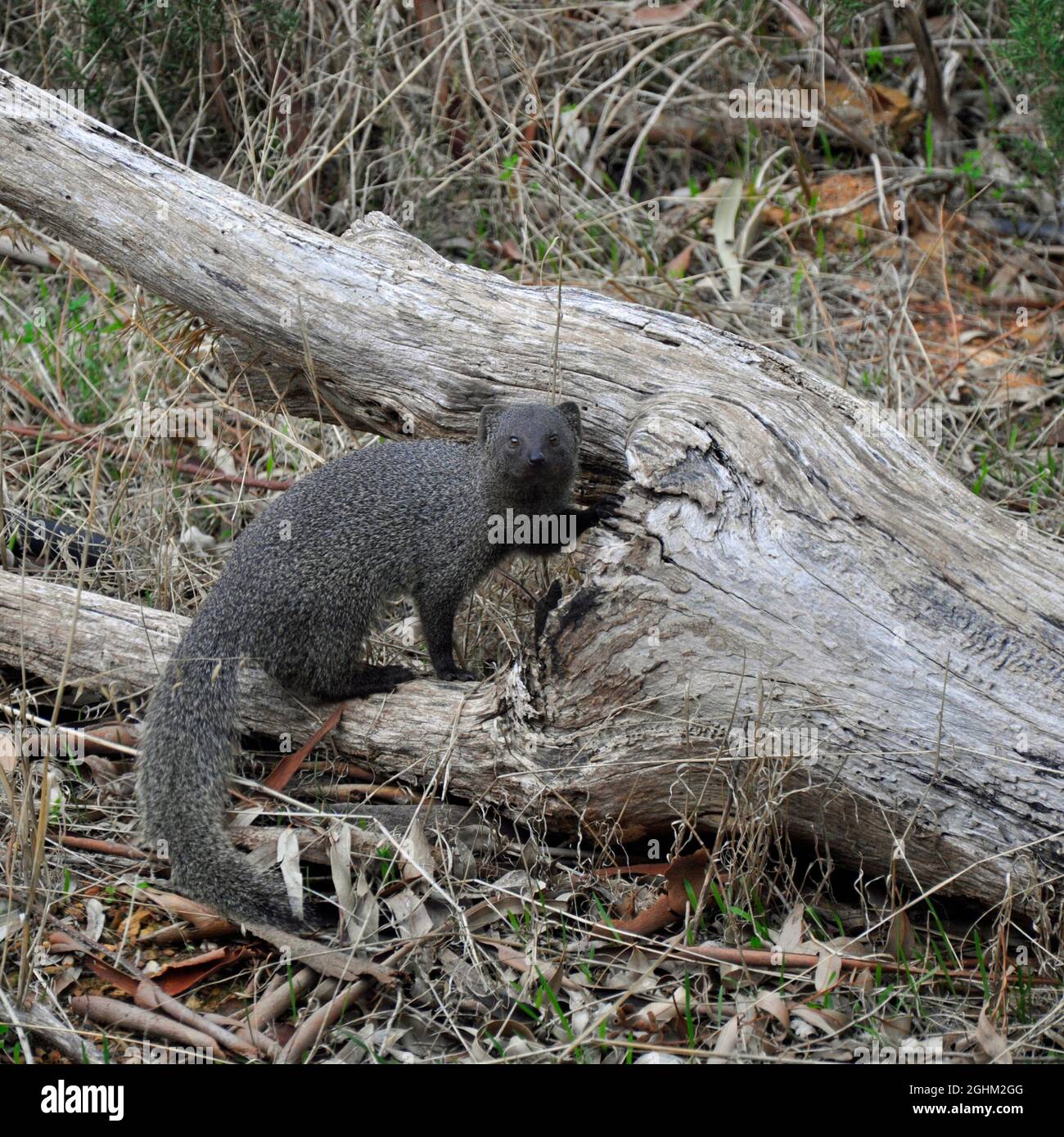 Un capo Grigio Mongoose su un ceppo di albero. Foto Stock