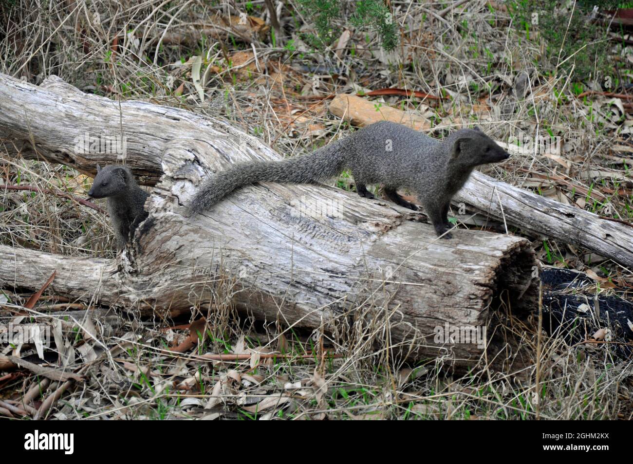 Un paio di mangrovie di Cape Grey che giocano su un ceppo di albero. Foto Stock