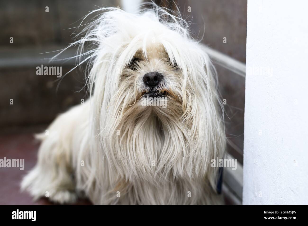 Sporco bianco cane randagio con orecchio strappato, cane randagio Foto Stock