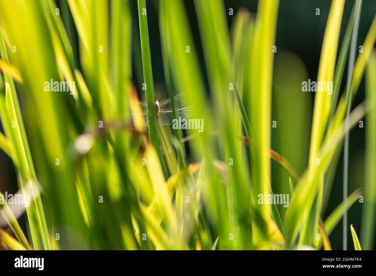 Comune Darter (Sympetrum striolatum) libellula tra canne Foto Stock