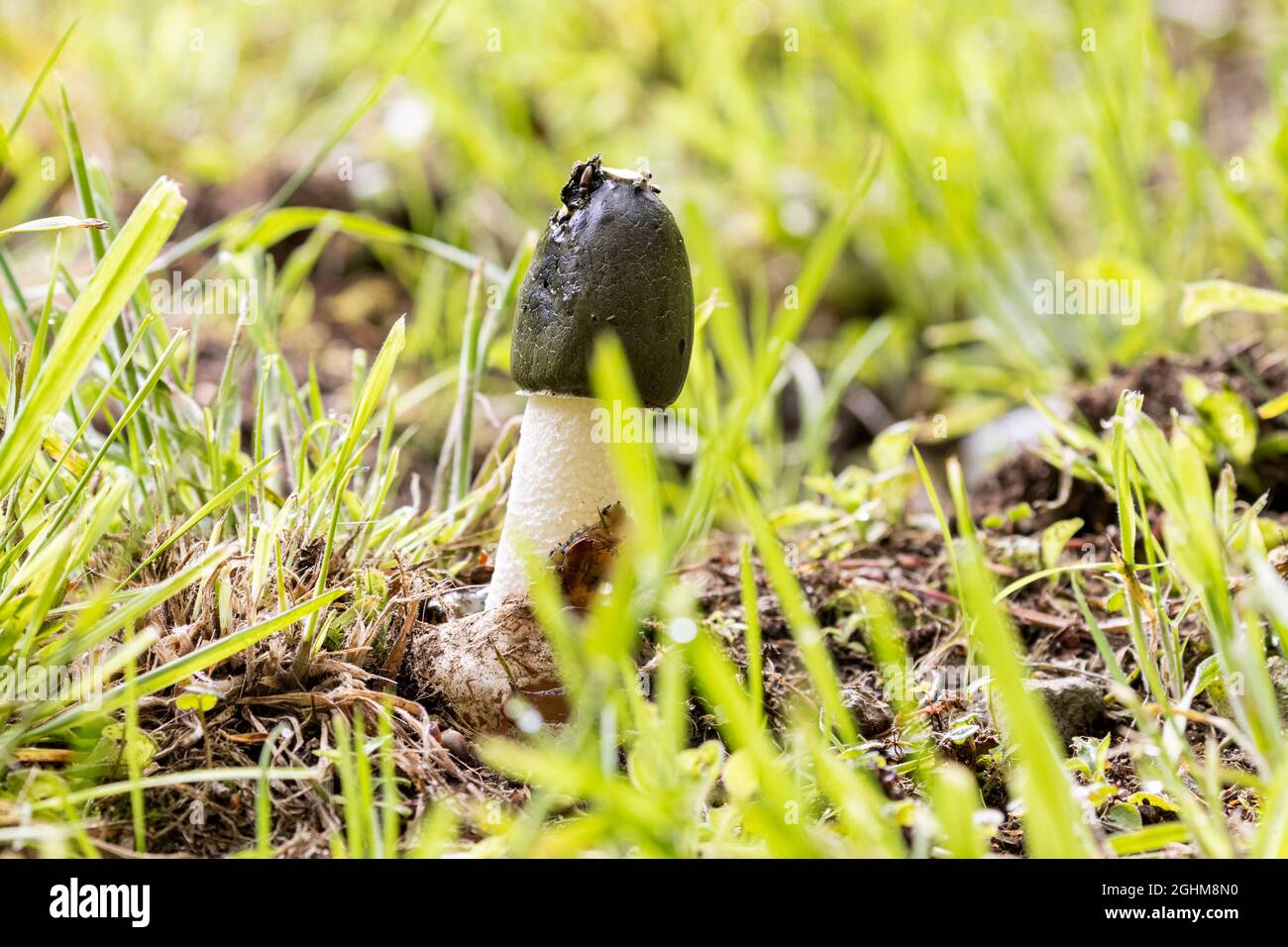 Fungo Stinkhorn (phallus impudicus) che cresce in erba, con piccoli invertebrati che si nutrono sulla gleba. Foto Stock