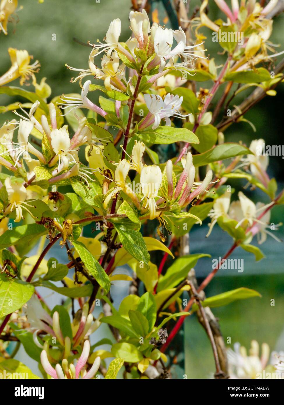 Lonicera japonica 'Aureoreticulata' Foto Stock