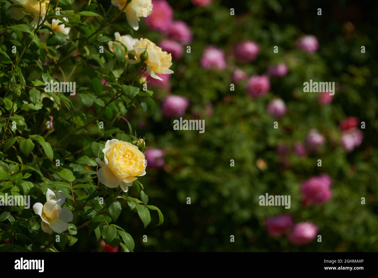 Scene al centro di david austin rose albrighton immagini e fotografie stock ad alta risoluzione