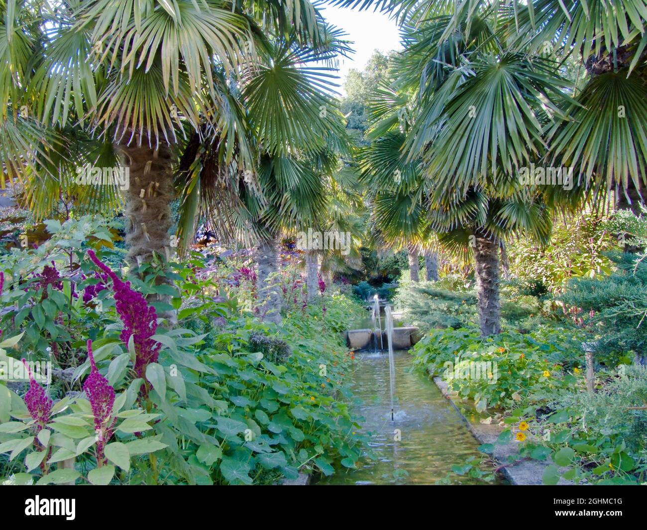 Trachycarpus excelsa immagini e fotografie stock ad alta risoluzione