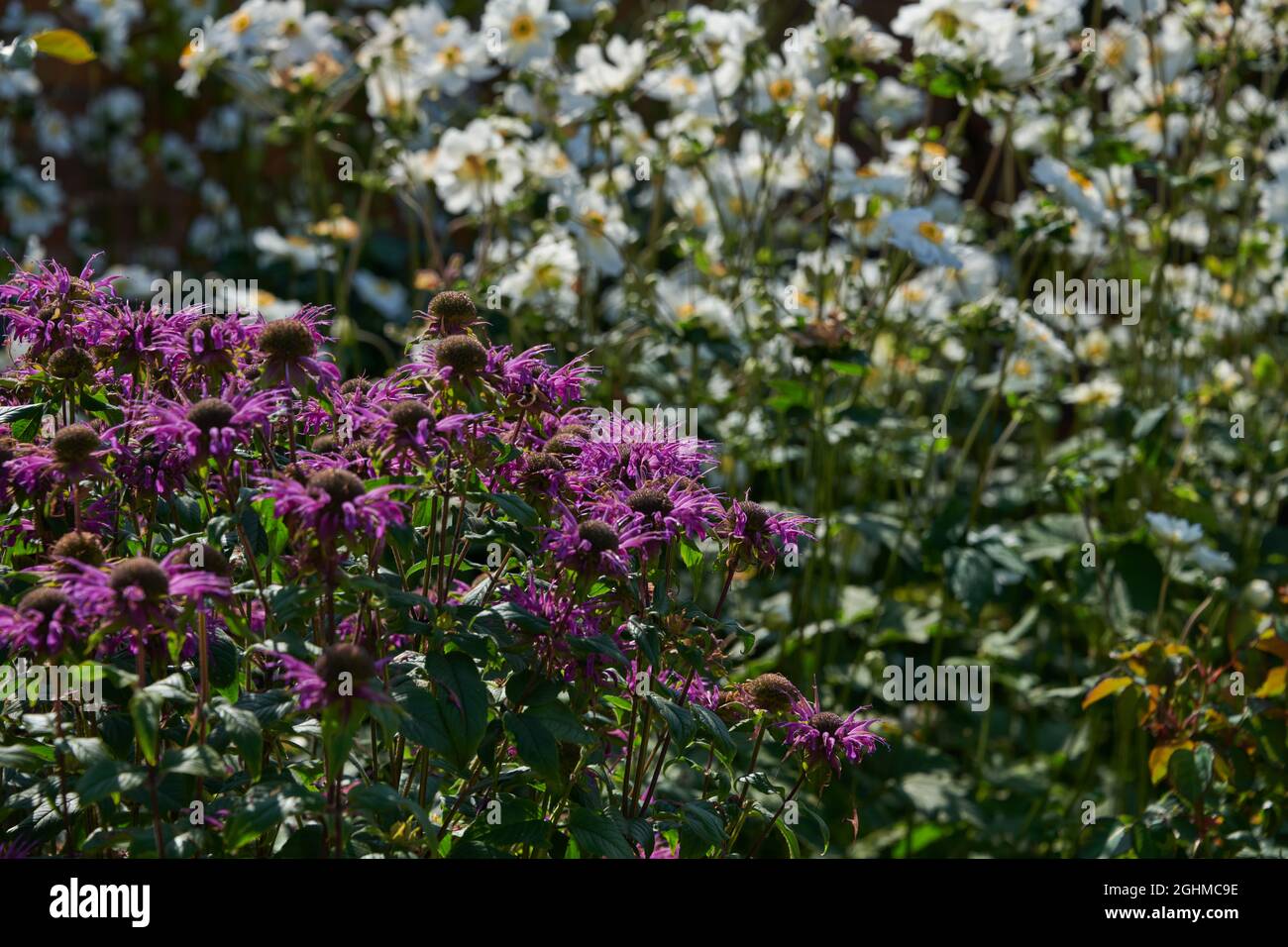 Scene al centro di david austin rose albrighton immagini e fotografie stock ad alta risoluzione