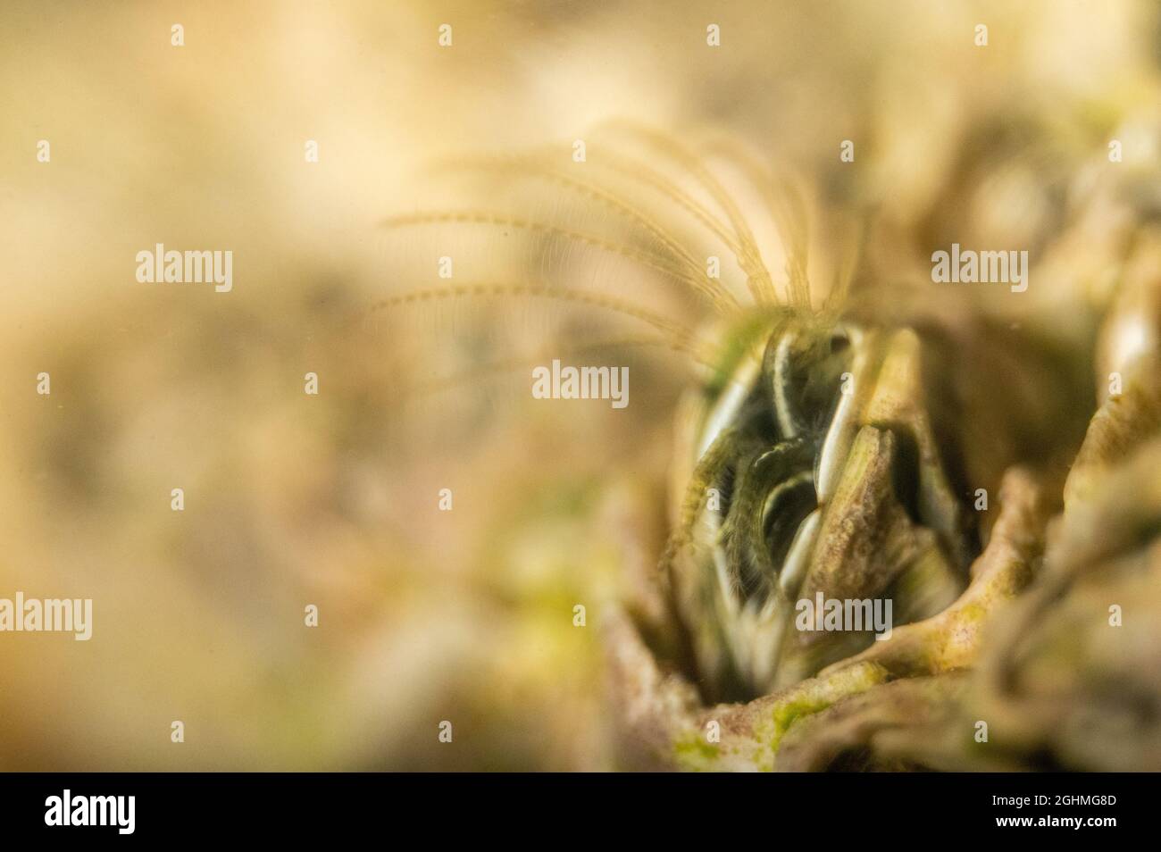 Alimentazione di Barnacles (Semibalanus balanoides) Foto Stock