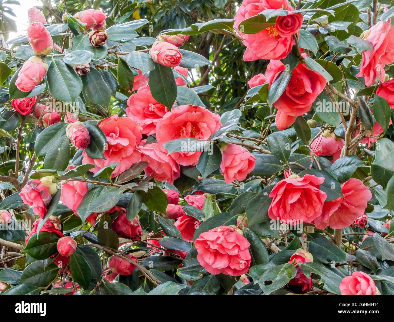 Camellia japonica 'rama Girl' Obtenteur : USA 1950 Foto stock - Alamy