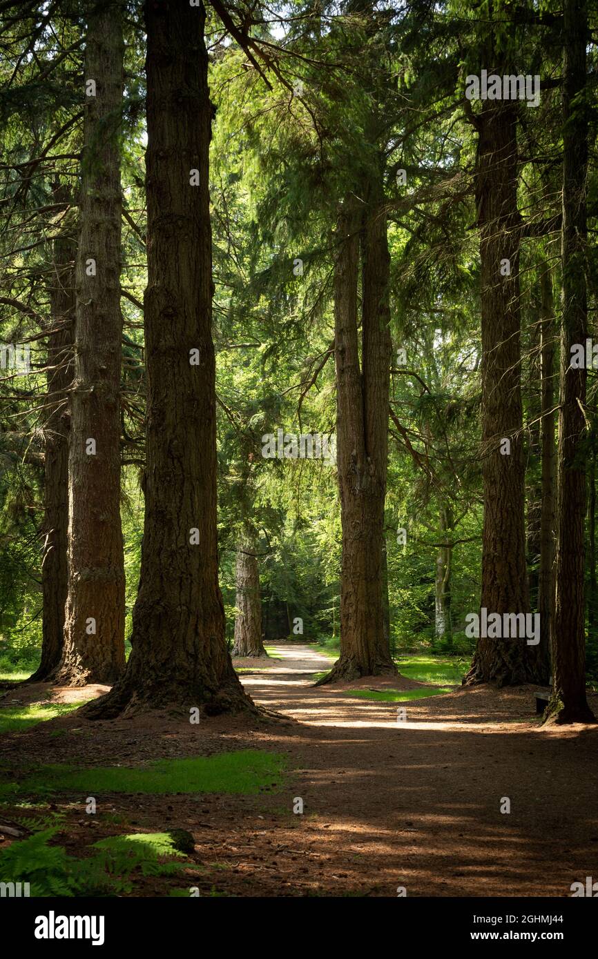 Sentiero che conduce attraverso il bosco New Forest New Forest National Park Hampshire Inghilterra Foto Stock