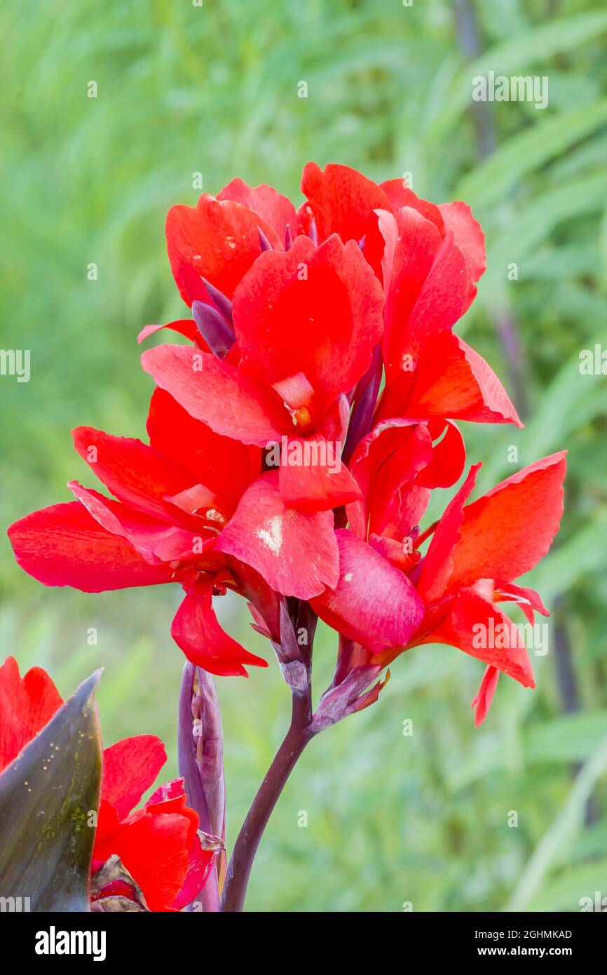 Canna generalis Cannova® 'Scarlet Bronze' F1 Foto stock - Alamy