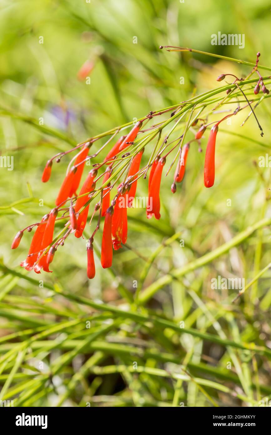 Russelia equisetiformis Foto Stock