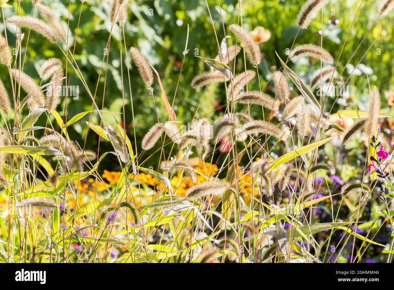 Setaria atropurpurea viridis 'Caramel' Foto Stock