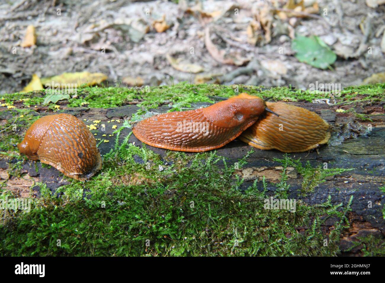 Spagnolo Slug - Arion vulgaris. Slugs in movimento, su moncone dell'albero. Spagnolo Slug. Foto Stock
