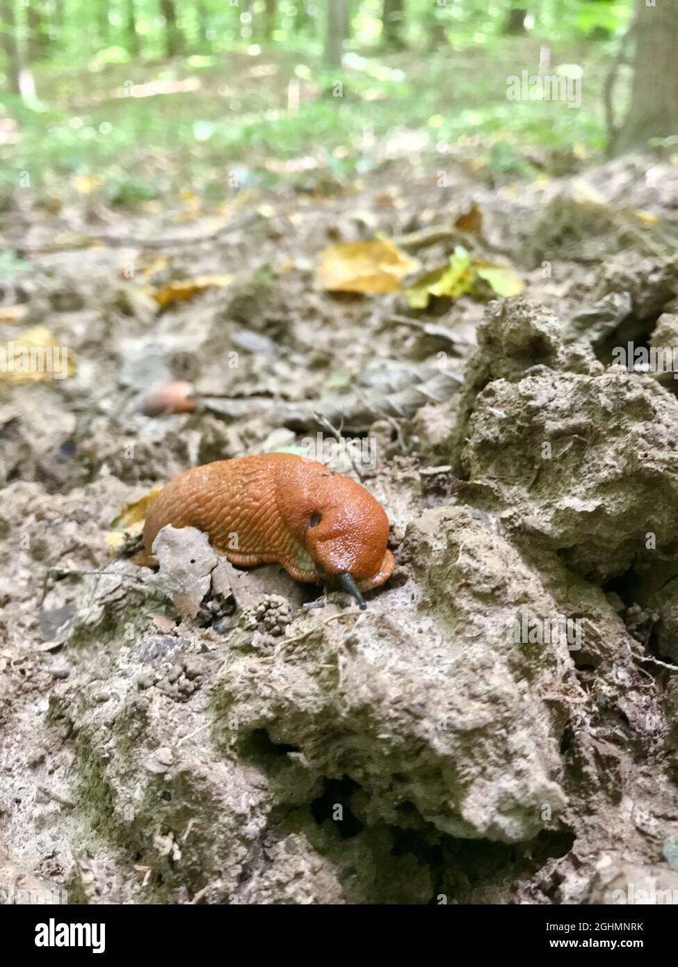 Spagnolo Slug - Arion vulgaris. Slugs in movimento, su moncone dell'albero. Spagnolo Slug. Foto Stock