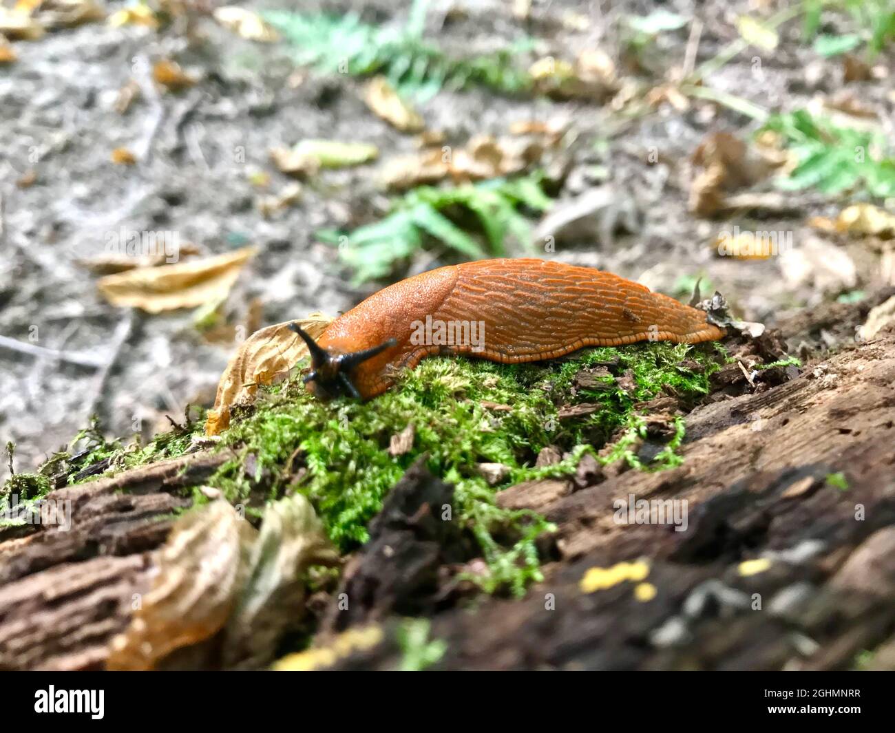 Spagnolo Slug - Arion vulgaris. Slugs in movimento, su moncone dell'albero. Spagnolo Slug. Foto Stock