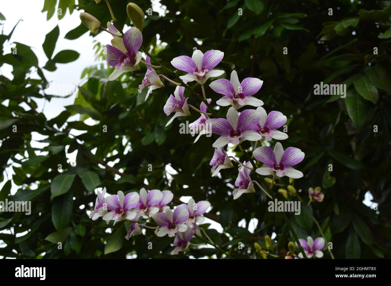 Due rami di orchidee di Moth viola e bianche fiorite Foto Stock