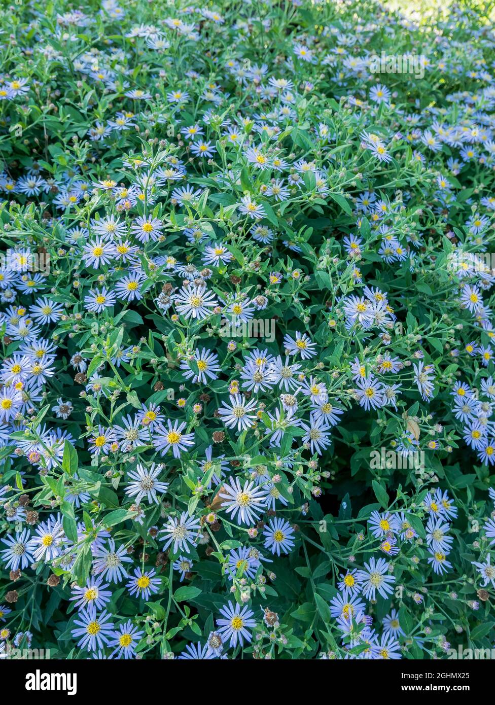 Ageratoides di Aster 'Asran' Foto Stock