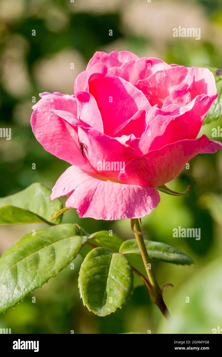 Rosa 'The Mc Cartney Rose' allevatore : Meilland (fra) 1992 Foto Stock