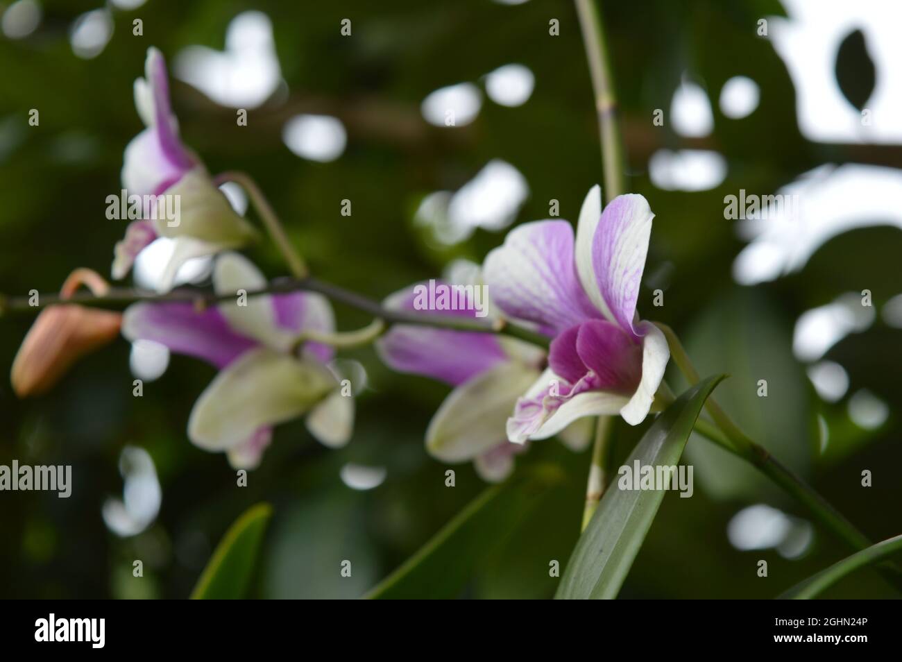 Macro scatto di un orchidee Moth bianco e viola in piena fioritura. Foto Stock